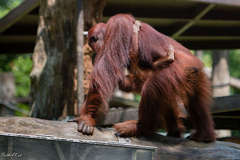 Hang On Bornean Orang Utan and its young.  Bornean orangutan,Pongo pygmaeus