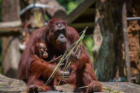 Feed Me Bornean Orang Utan and its young. Bornean orangutan,Pongo pygmaeus