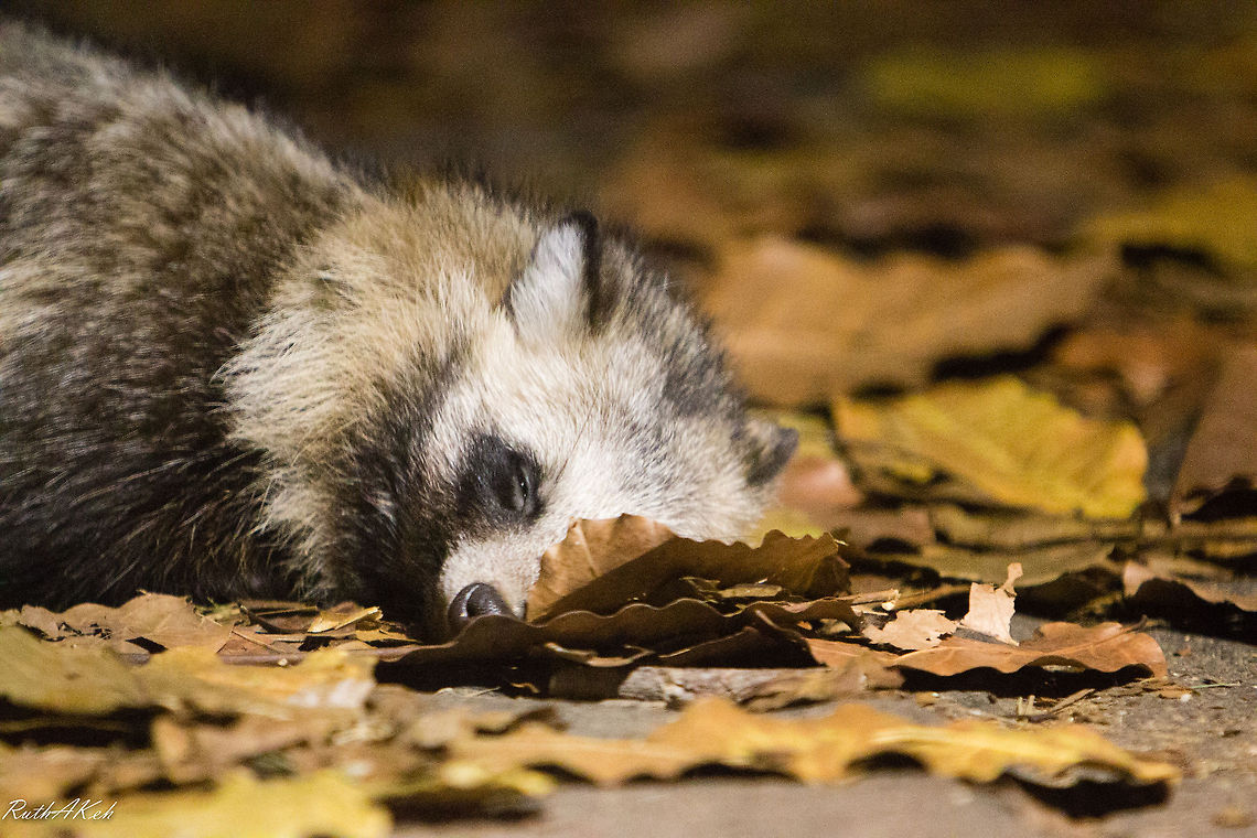 Hibernation Raccoon Dog Nyctereutes procyonoides,Raccoon dog