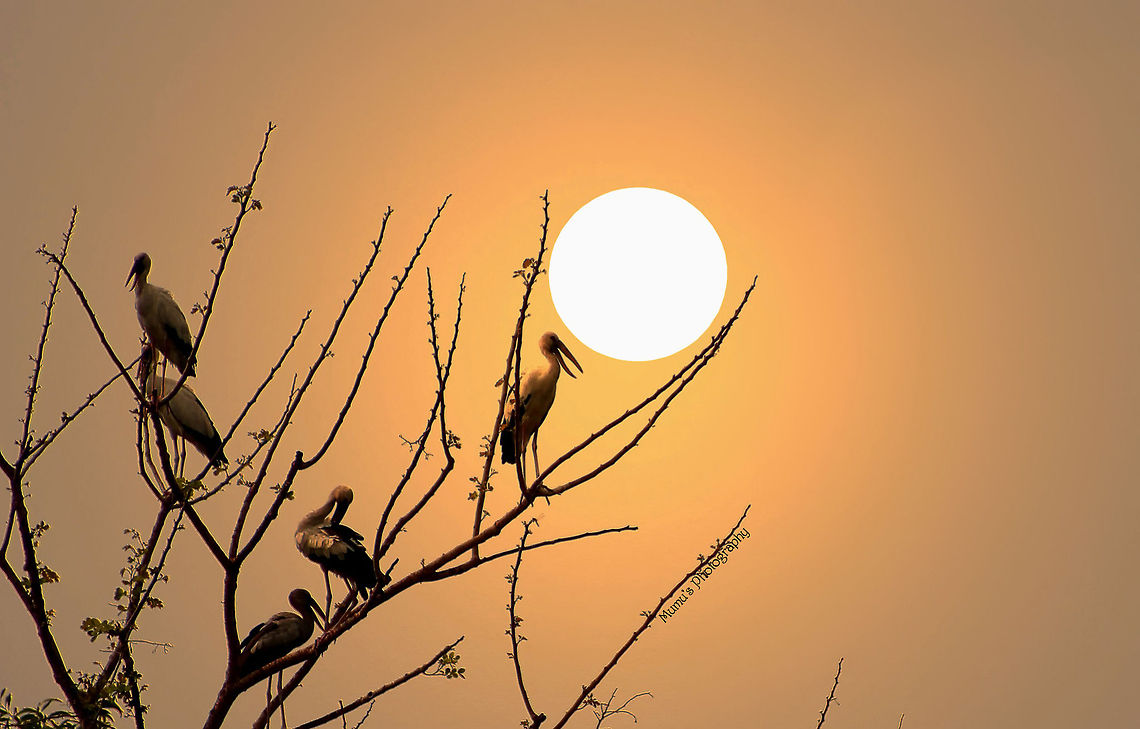 Sunrise time Asian Openbill or Asian Openbill Stork (Anastomus oscitans). In Bangladesh its known as Shamuk khol. Anastomus oscitans,Asian Openbill,Bangladesh,Geotagged