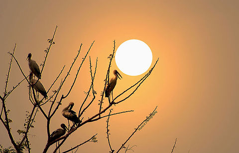 Sunrise time Asian Openbill or Asian Openbill Stork (Anastomus oscitans). In Bangladesh its known as Shamuk khol. Anastomus oscitans,Asian Openbill,Bangladesh,Geotagged