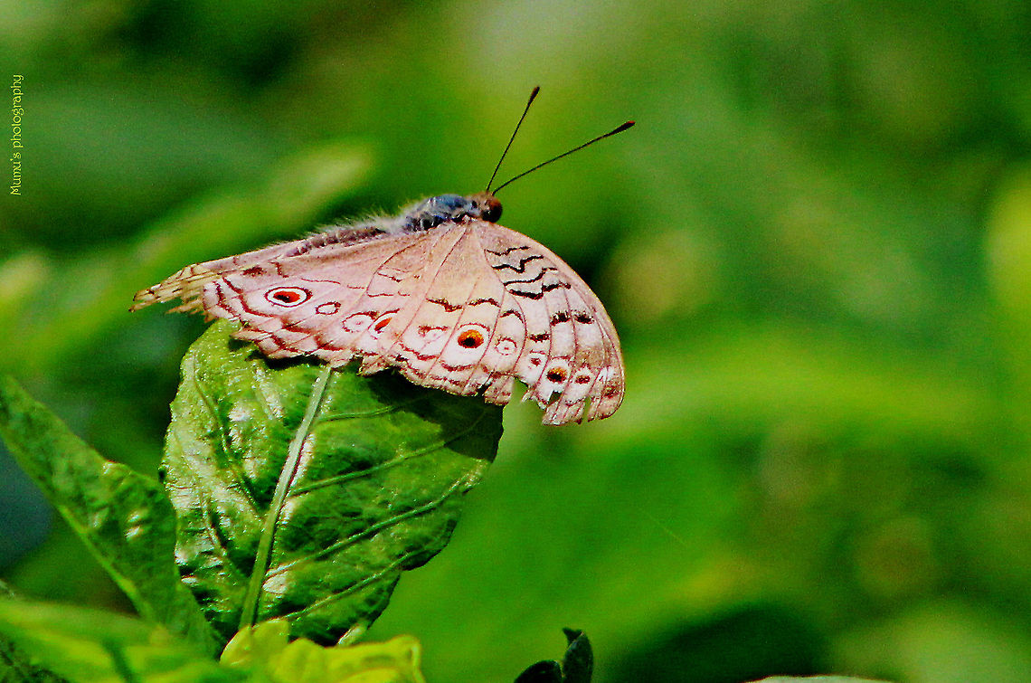 gray_pansy Canon EOS 600D<br />
ISO: 800<br />
Exposure time: 1/500sec<br />
Aperture: f/8<br />
Focal length: 300mm<br />
Taken: June 3, 2014 Bangladesh,Geotagged,Gray Pansy,Junonia atlites