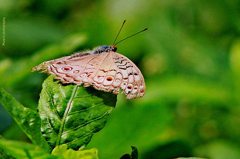 gray_pansy Canon EOS 600D
ISO: 800
Exposure time: 1/500sec
Aperture: f/8
Focal length: 300mm
Taken: June 3, 2014 Bangladesh,Geotagged,Gray Pansy,Junonia atlites
