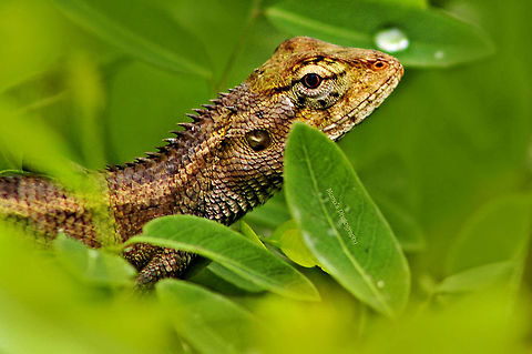 Oriental_garden_lizard Canon EOS 600D
ISO: 800
Exposure time: 1/500s
Aperture: f/8
Focal length: 300mm Bangladesh,Calotes versicolor,Geotagged,Oriental Garden Lizard