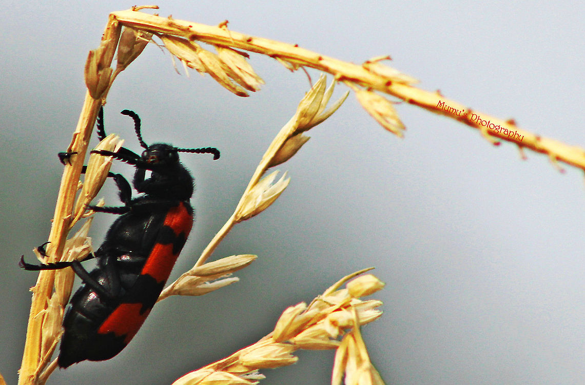 Poisonous_beetle Canon EOS 600D<br />
ISO: 320<br />
Exposure time: 1/640s<br />
Aperture: f/8<br />
Focal length: 300mm Bangladesh,Geotagged