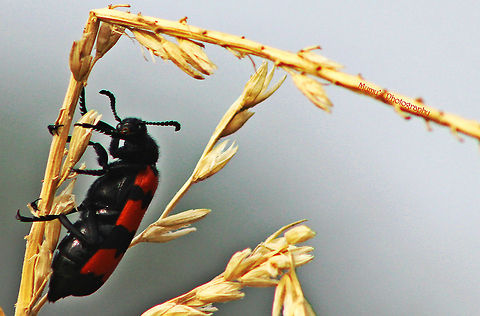 Poisonous_beetle Canon EOS 600D
ISO: 320
Exposure time: 1/640s
Aperture: f/8
Focal length: 300mm Bangladesh,Geotagged