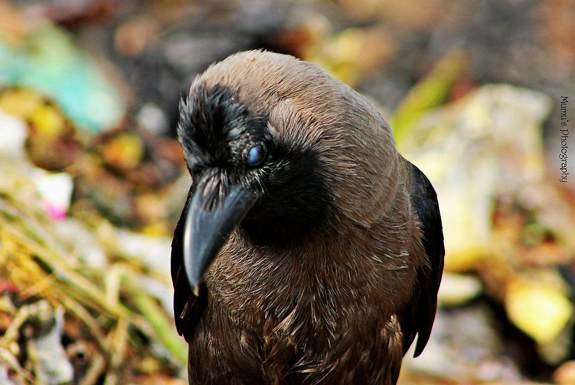 Let_me_observe_u Canon EOS 600D<br />
ISO: 800<br />
Exposure time: 1/500sec<br />
Aperture: f/8<br />
Focal length: 300mm<br />
Taken: June 10, 2014 Bangladesh,Corvus splendens,Geotagged,House Crow
