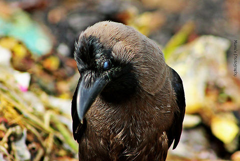 Let_me_observe_u Canon EOS 600D
ISO: 800
Exposure time: 1/500sec
Aperture: f/8
Focal length: 300mm
Taken: June 10, 2014 Bangladesh,Corvus splendens,Geotagged,House Crow