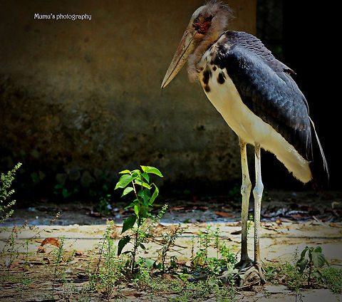 Lesser_Adjutant(stork) Canon EOS 600D
Aperture: f/5
Exposure time: 1/200s 
Taken: 13/04/2014
Focal length: 95mm
ISO: 100 Bangladesh,Geotagged,Leptoptilos javanicus,Lesser Adjutant