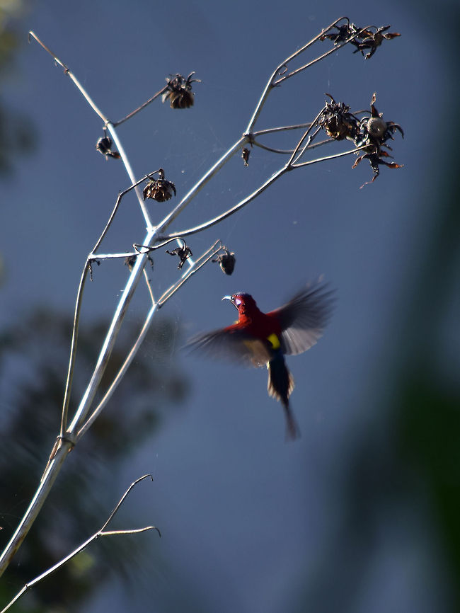 Bird  Aethopyga ignicauda,Fire-tailed sunbird