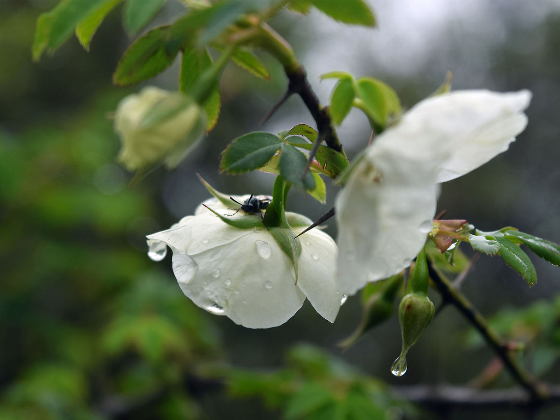 Ant_on_flower