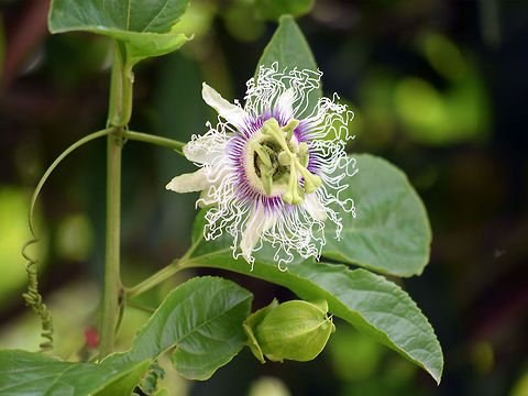 Thin_petal_flower  Maracujá,Passiflora edulis,Passion fruit