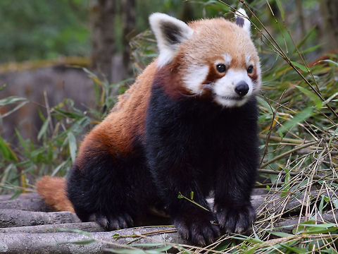 Red_Panda A very beautiful and endangered species that are found only in very few parts of the world. Clicked at Himalayan Institute Zoo in Darjeeling. Ailurus fulgens,Red panda,Zoo