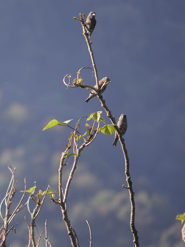 Three_Sparrows Three Sparrows taking up warmth during Sunrise.