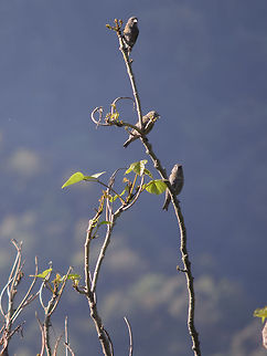 Three_Sparrows Three Sparrows taking up warmth during Sunrise.