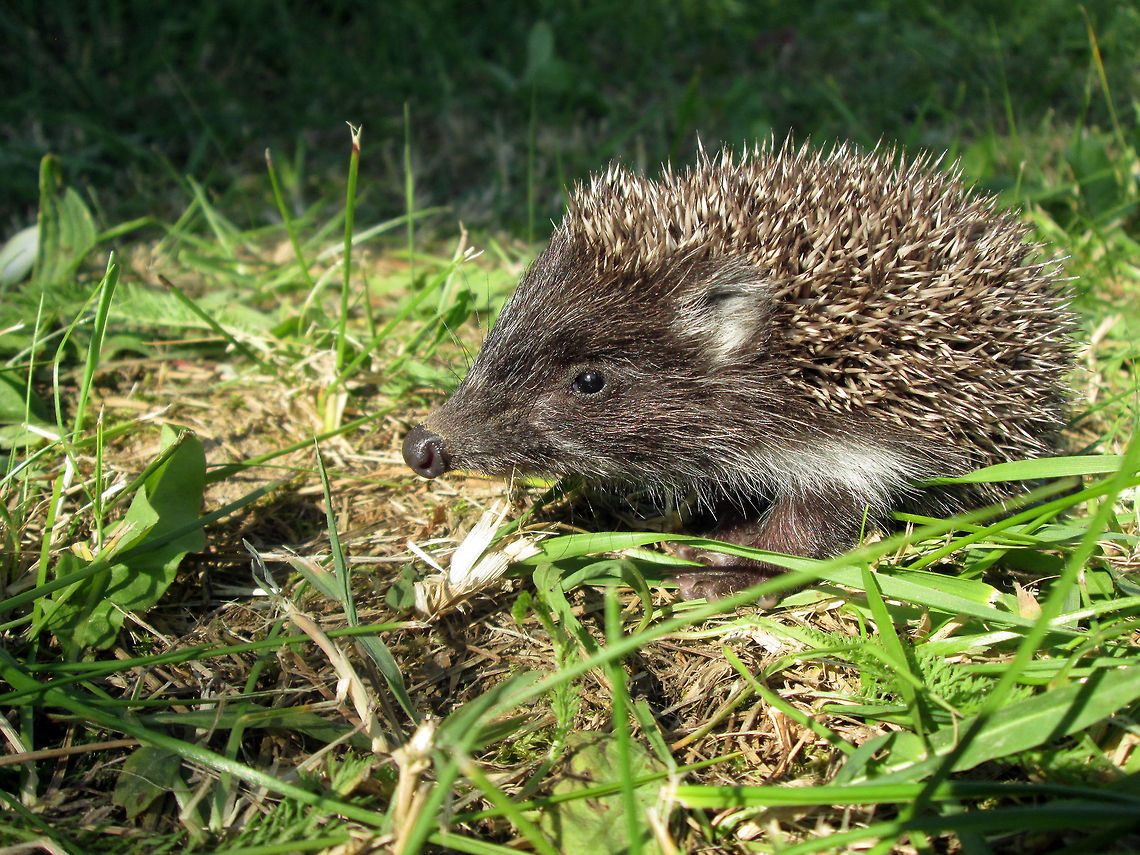 European hedgehog  Erinaceus europaeus,European Hedgehog