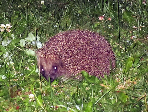 European hedgehog at night  Erinaceus europaeus,European Hedgehog