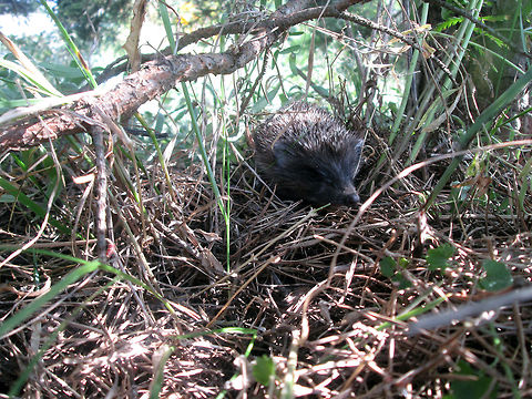 European hedgehog under the pine (Belarus)  Erinaceus europaeus,European Hedgehog