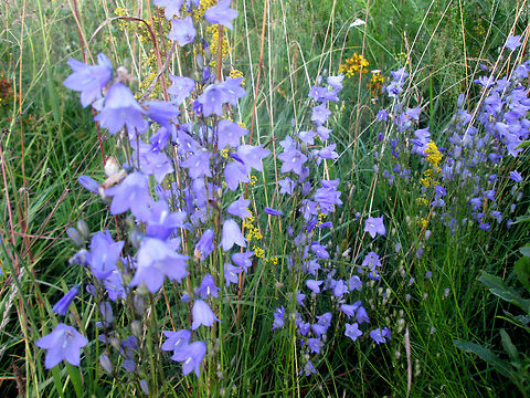 Campanula patula  Belarus,Campanula patula,Campanula patula L.,Campanula persicifolia,Geotagged