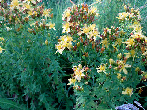 Hypericum perforatum It's a medicinal herb. Many generations of my family have gathered and used it to treat a cold in winter. It's believed that the best time to gather it on July, 7-th. That's the time of the ancient pagan holiday of the Slavs which is called Ivan Kupala Day. To that day flowers are supposed to accumulate maximum solar energy. That's a believe of our folk. The picture was taken on that particular day. Belarus,Geotagged,Hypericum L,Hypericum llanganaticum,Hypericum perforatum,St John's wort