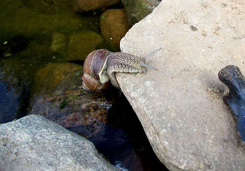 Snail  Belarus,Geotagged,Helix aspersa