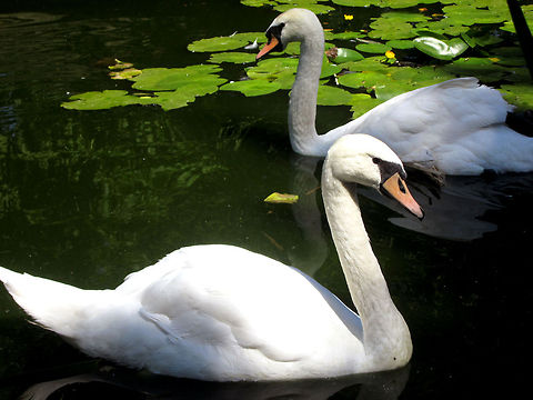 Swans  Belarus,Cygnus olor,Geotagged,Mute Swan