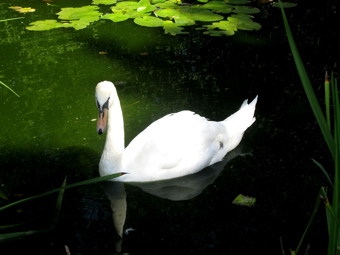 Swan  Belarus,Cygnus olor,Geotagged,Mute Swan