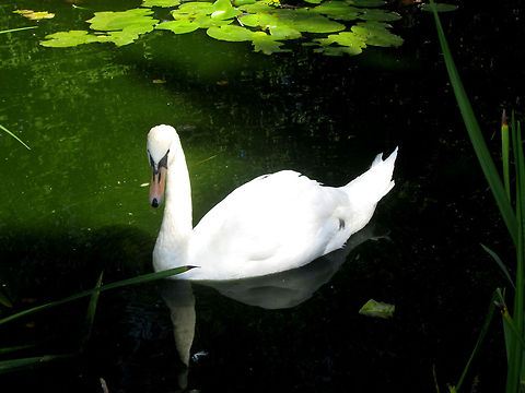 Swan  Belarus,Cygnus olor,Geotagged,Mute Swan