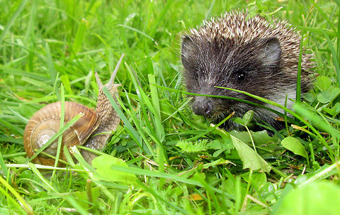 Snail meeting hedgehod What a monster! Belarus,Geotagged,Helix aspersa