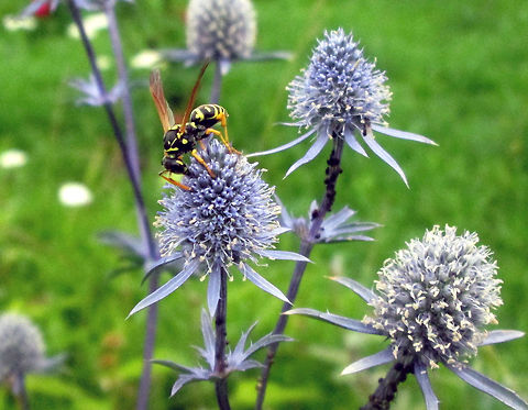 Eryngium alpinum  Eryngium alpinum