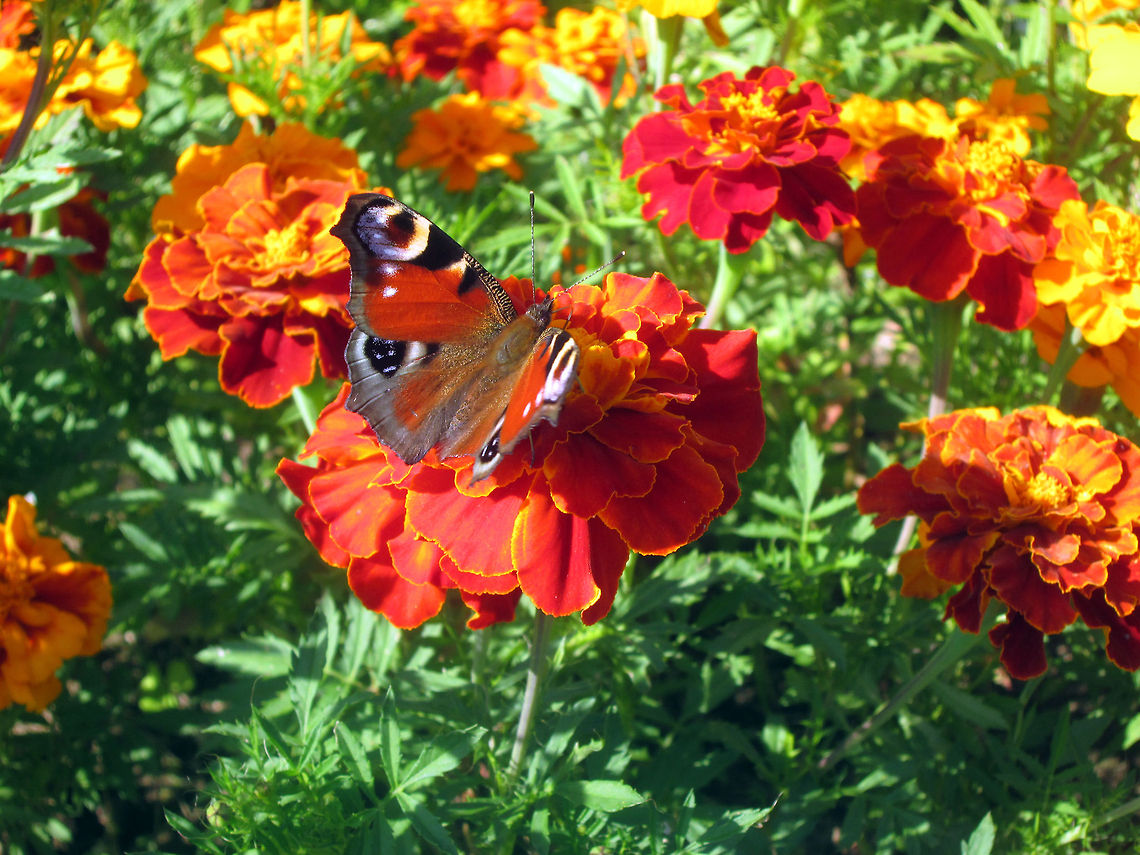 In the orange world The European Peacock (Inachis io) Belarus,European Peacock,Geotagged,Inachis io