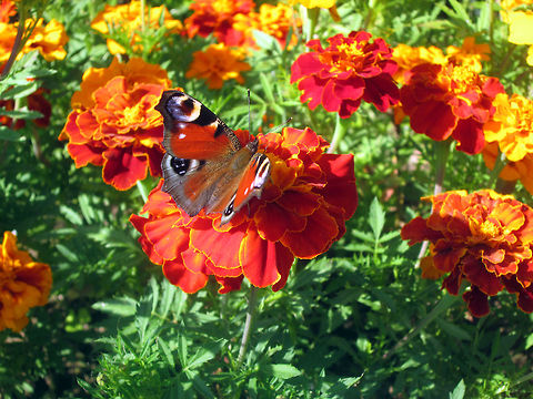 In the orange world The European Peacock (Inachis io) Belarus,European Peacock,Geotagged,Inachis io