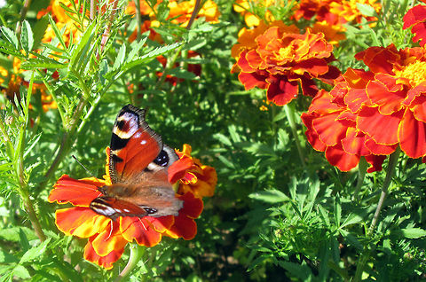 The European Peacock (Inachis io)  Belarus,European Peacock,Geotagged,Inachis io