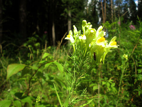 Linaria  Belarus,Butter-and-eggs,Geotagged,Linaria vulgaris