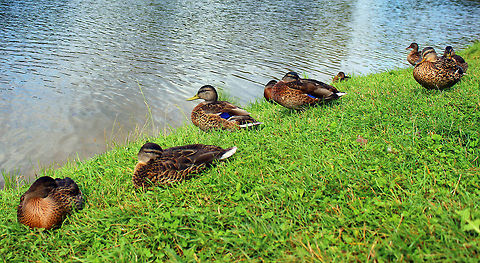 Girls Female wild duck Anas platyrhynchos,Belarus,Geotagged,Mallard