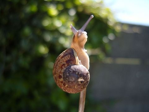 Here's looking at you!! Hi,
This is an image I took with my Digimax camera. I held the snail up on a twig with one hand, and took the image with the other. I like it because although the snails eyes are on the end of it's antenna, the image with the Sun the way it is, makes it look like the snail has a face and it's looking right at you!  Geotagged,Snail.,United Kingdom