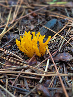 Yellow Stagshorn  "Calocera viscosa" Stunning fungi. Slimy to the touch. Grows in coniferous areas. This one was at west bilney woods Norfolk  Calocera viscosa,Yellow stagshorn,slimy fungi