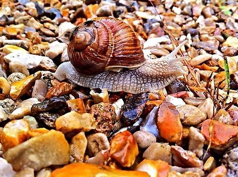 snail I found this little guy in the garden in France Cornu aspersum,Snail,animal,garden,nature