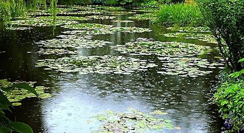 Water Lillie's  Pond,Water lilies,water