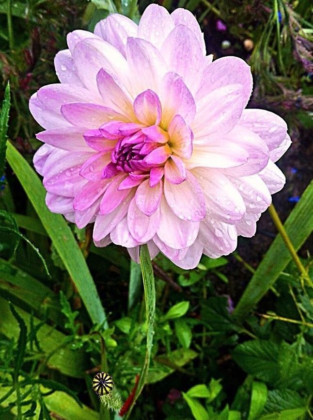 Flower Not sure what type of flower but I thought it was gorgeous so I decided to take a snap of it. Dahlia x hortensis Guillaumin,Flower,garden,pretty,raining