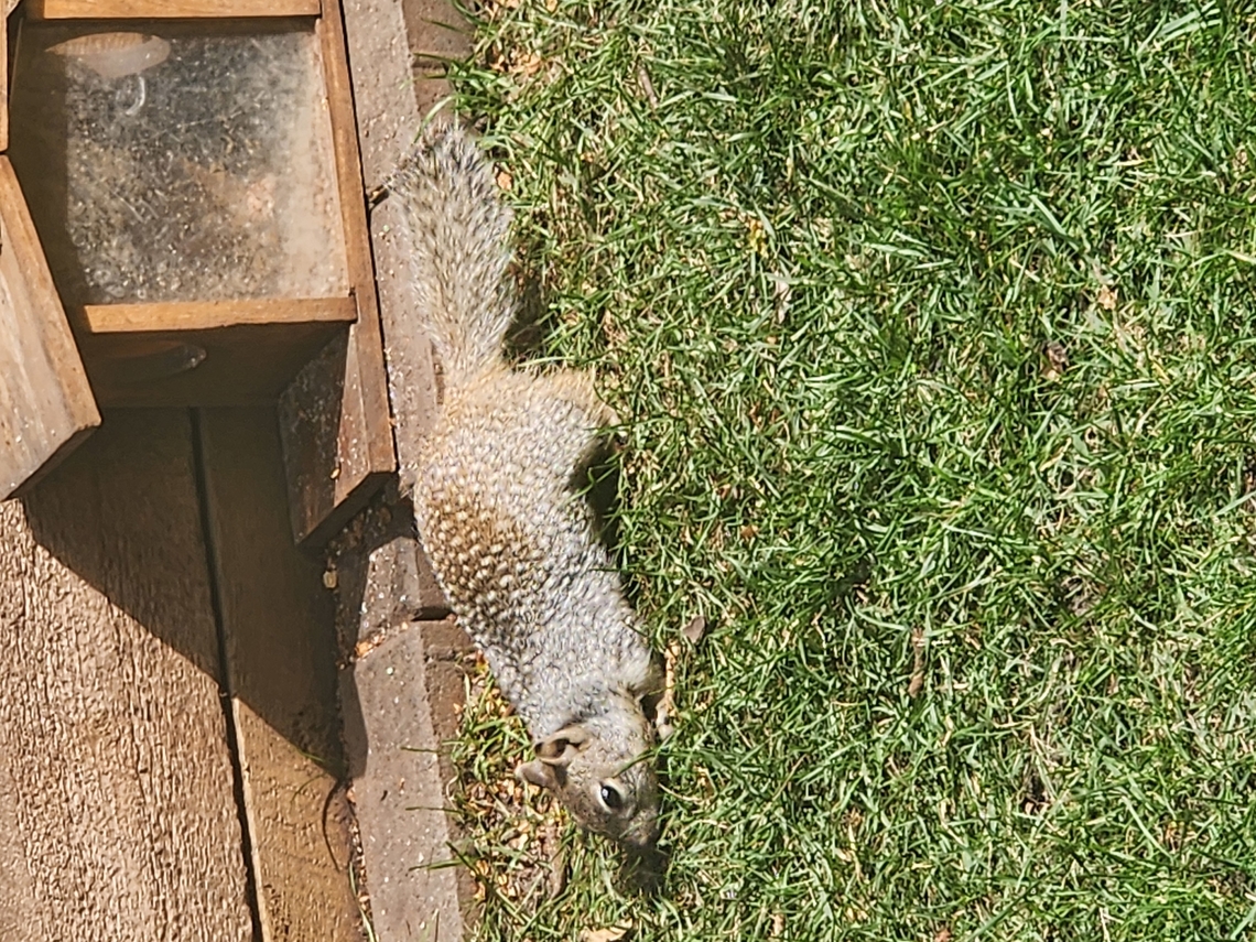 California Ground Squirrel I live in Colorado. I have seen this little guy out by my squirrel feeder a few times. I Googled and found that it is a California Ground Squirrel. How could it be this far east? He has a beard, shorter tail, spots and shorter legs than the usual ones here. California ground squirrel,Geotagged,Otospermophilus beecheyi,Summer,United States