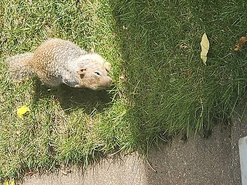 California Ground Squirrel I live in Colorado. I have seen this little guy out by my squirrel feeder a few times. I Googled and found that it is a California Ground Squirrel. How could it be this far east? He has a beard, shorter tail, spots and shorter legs than the usual Colorado squirrels. California ground squirrel,Otospermophilus beecheyi
