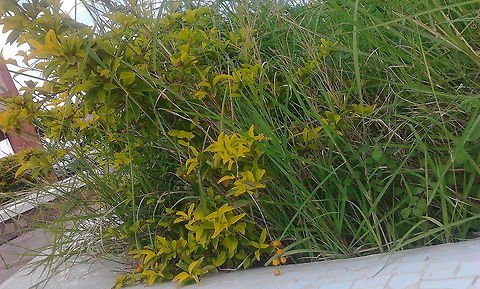 wild fresh little plants with green grasses. It is the one type of  wildlife  plants with a fresh smooth green grasses looking with naturally yellow shades with a naturally greenery look indicates freshness of natural environment.  Rafik meman