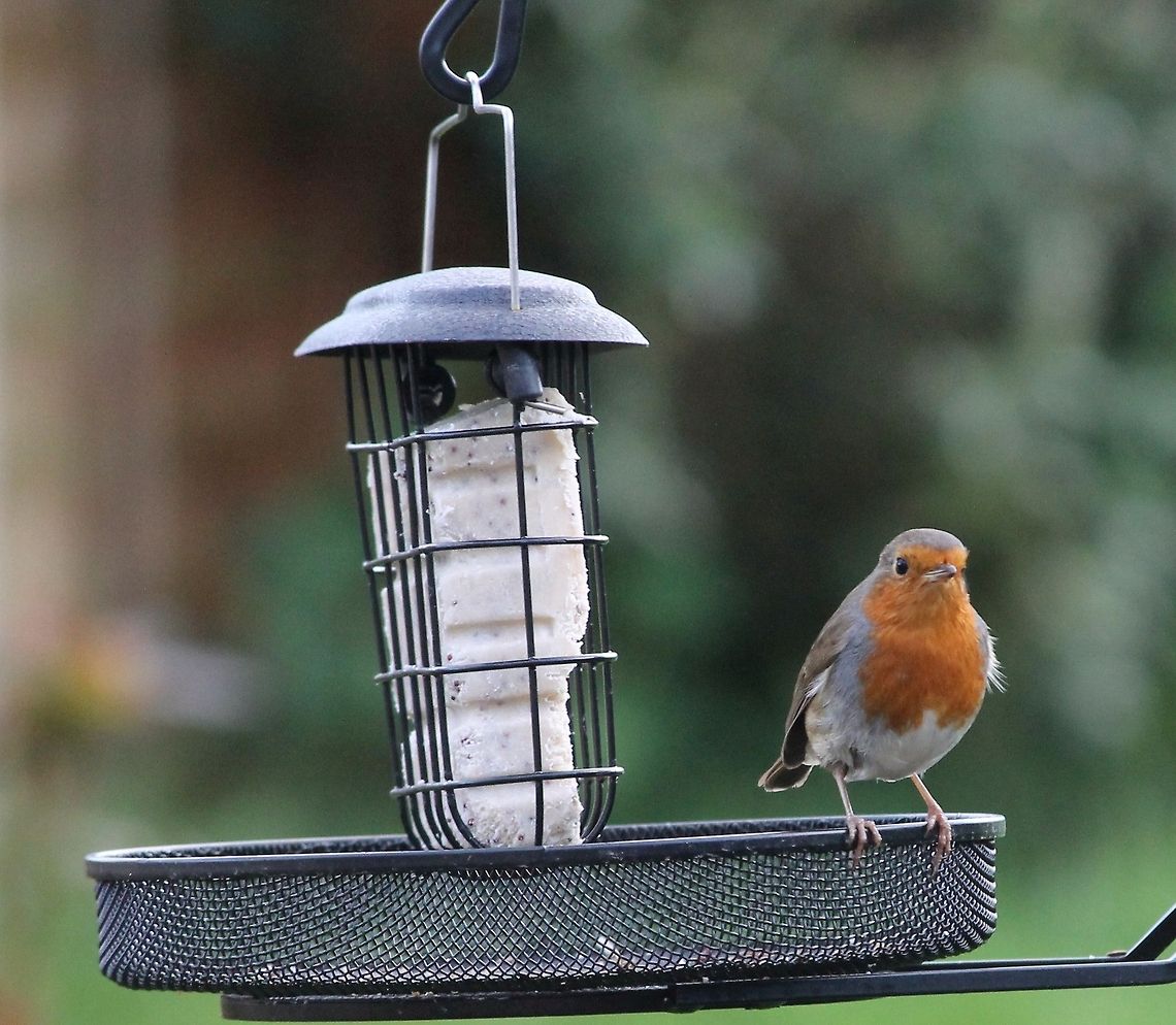 robin_guarding_his_dinner  Erithacus rubecula,European Robin,Geotagged,United Kingdom