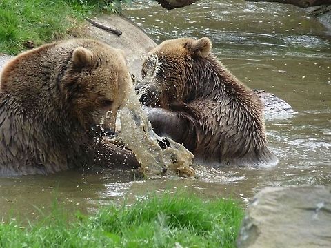 fighting_bears  Brown bear,Geotagged,Spring,United Kingdom,Ursus arctos