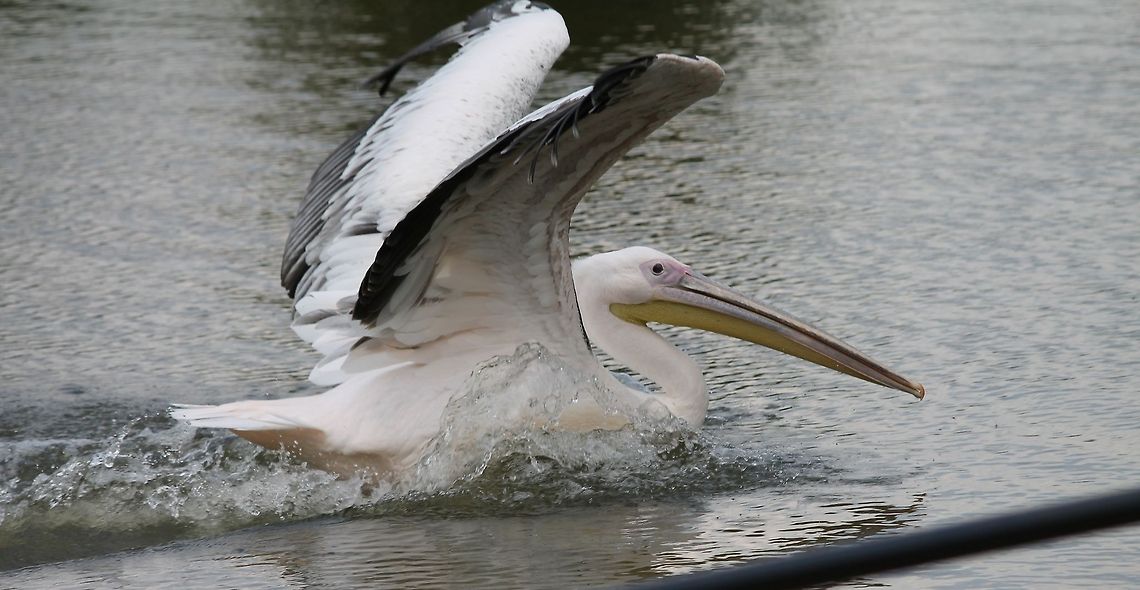 pelican_coming_in_to_land  American White Pelican,Pelecanus erythrorhynchos