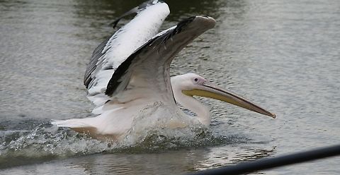 pelican_coming_in_to_land  American White Pelican,Pelecanus erythrorhynchos