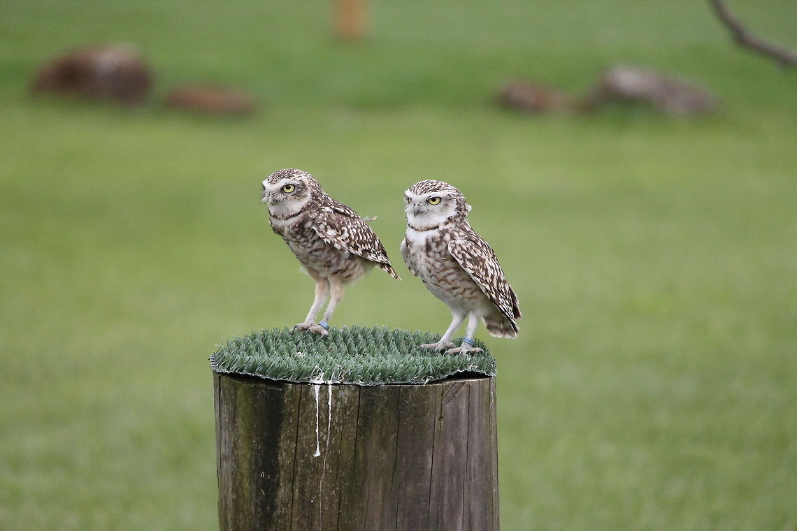 owls  Athene noctua,Geotagged,Little  Owl,Spring,United Kingdom