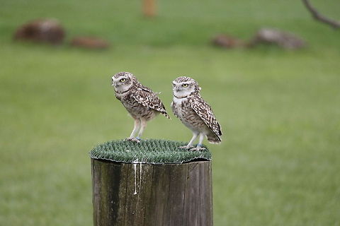 owls  Athene noctua,Geotagged,Little  Owl,Spring,United Kingdom