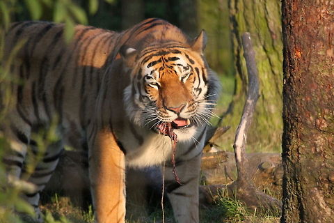 Tiger Taken just after the tigers were fed by the keeper. No that is not the keeper its eating!! Panthera tigris,Tiger